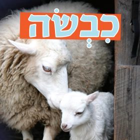 צבע הטבע – כבשה