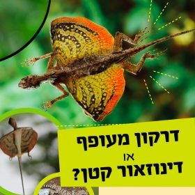 צבע הטבע – דרקון מעופף או דינוזאור קטן?