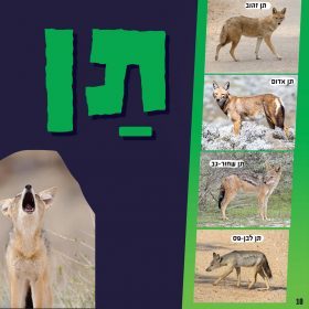 צבע הטבע – תן